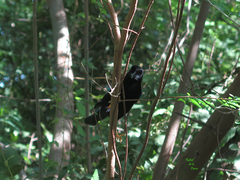 Cyanocorax yucatanicus