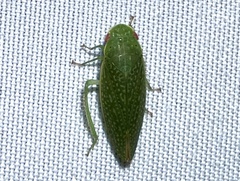 Rugosana