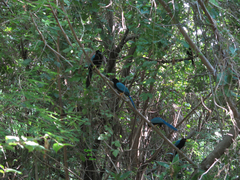 Cyanocorax yucatanicus
