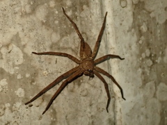 Heteropoda