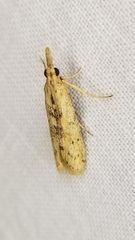 Macrorrhinia endonephele