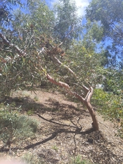 Eucalyptus macrandra