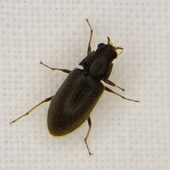 Pelonomus obscurus