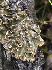 Peltigera collina