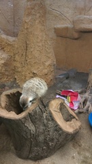 Suricata suricatta