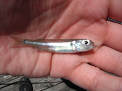 Atherinomorus stipes