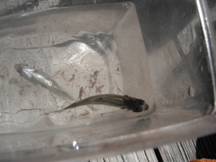 Atherinomorus stipes