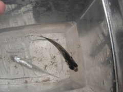 Atherinomorus stipes