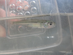 Atherinomorus stipes