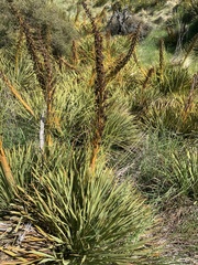 Aciphylla aurea