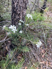 Ricinocarpos pinifolius
