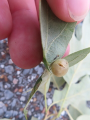Amphibolips nubilipennis