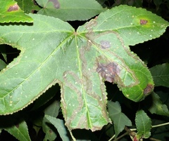 Phyllocnistis liquidambarisella