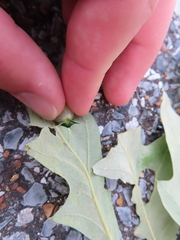 Amphibolips nubilipennis