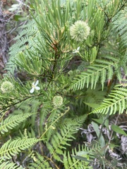 Ricinocarpos pinifolius
