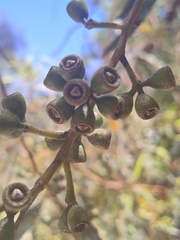 Eucalyptus laeliae