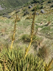 Aciphylla aurea