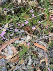 Euryomyrtus ramosissima ramosissima