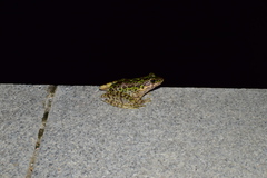 Odorrana tianmuii