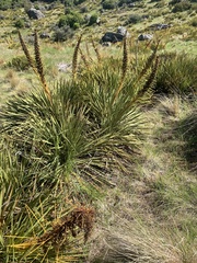 Aciphylla aurea