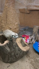 Suricata suricatta