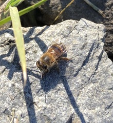 Apis mellifera