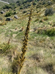 Aciphylla aurea
