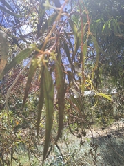 Eucalyptus laeliae