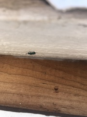 Chrysididae