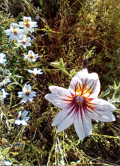 Salpiglossis sinuata