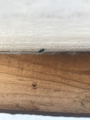 Chrysididae