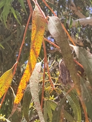 Eucalyptus laeliae