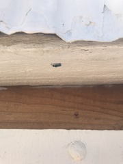Chrysididae