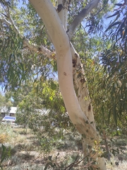 Eucalyptus laeliae