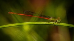 Ceriagrion aeruginosum