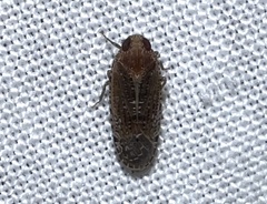 Catonia