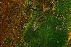 Odorrana tianmuii