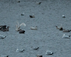 Larus glaucoides kumlieni