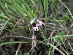Striga curviflora