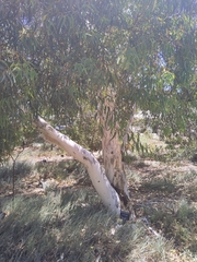 Eucalyptus laeliae
