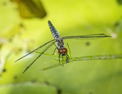 Brachydiplax denticauda