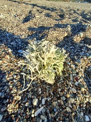 Calliarthron tuberculosum