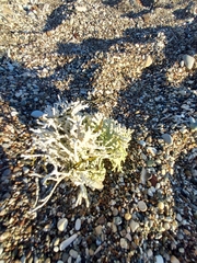 Calliarthron tuberculosum