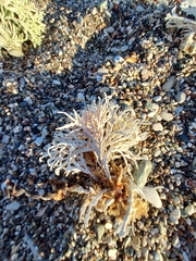 Calliarthron tuberculosum