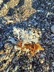 Calliarthron tuberculosum