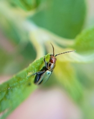 Disonychodes exclamationis