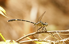 Austrogomphus amphiclitus
