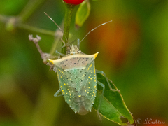 Arvelius albopunctatus