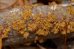 Thelephora