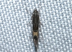 Cosmopterix